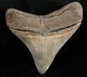 Sharply Serrated Posterior Megalodon Tooth #11985-2